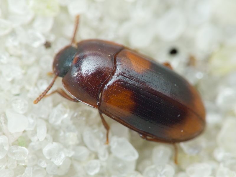 Diaclina testudinea (Piller & Mitterpacher, 1783)